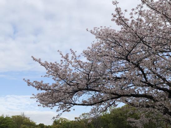 桜の効果(森ノ宮駅付近の桜写真)