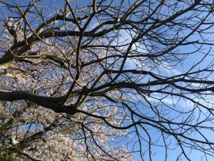 上大岡の桜