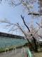 写真：桜と阪急電車