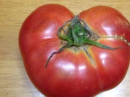 写真：とても大きいトマトでした！