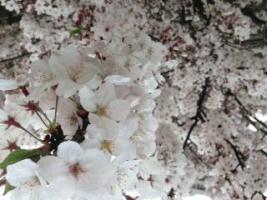 写真：満開の桜も！