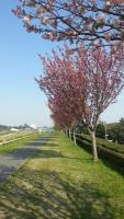 写真：桜華の木が並ぶ道