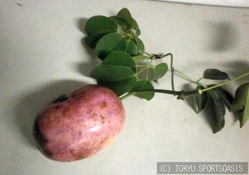 オアシスキッズ川口店の15年11月日の記事 コーチ スタッフ日誌 縁起のいいフルーツ 埼玉県川口市本町