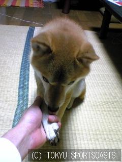 犬とリラックス 店舗日誌オアシス梅田店ブログ 公式 東急スポーツオアシス梅田